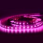 Ruban LED 24V DC 96W 12mm RGBW IP20 (SMD5050) Rouleau de 5 mètres