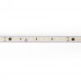 Ruban LED 220V AC - Monocouleur - 8W/m - 10mm - IP65 - 50 mètres - 120ch/m