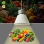 Suspension LED 36W spéciale fruits et légumes - Driver KeGu